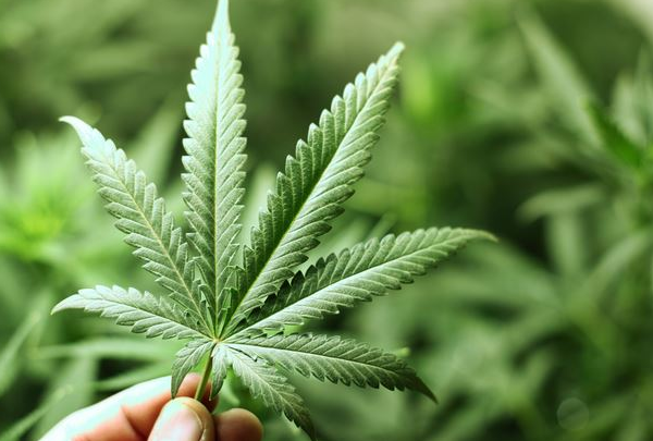 public://field/image/20181029_marijuana_sirois.png