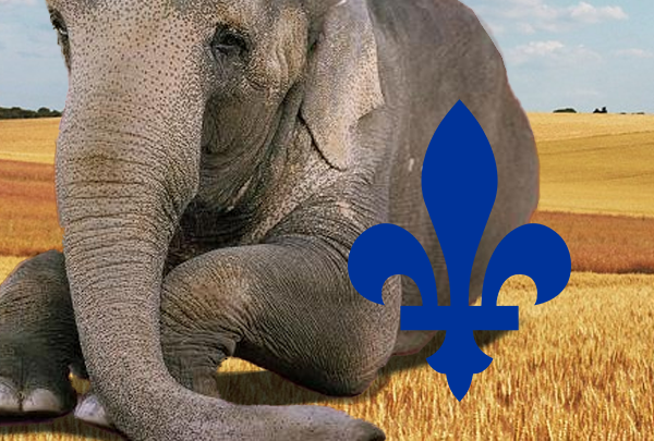 20190326_elephant.png