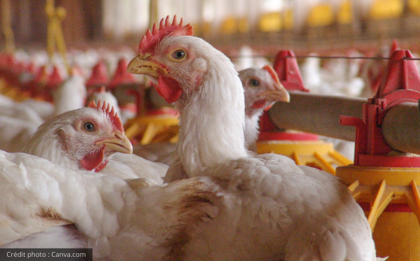 public://field/image/20210618_poulet.png
