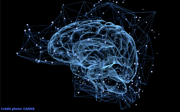 public://field/image/20210917_cerveau_1.png