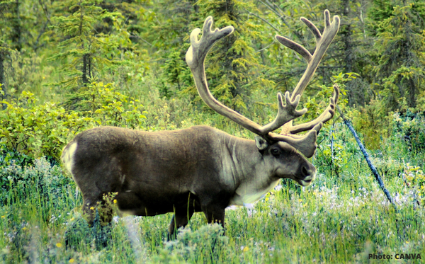 public://field/image/20220603_caribous_2.png
