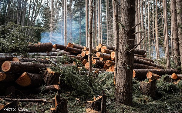 public://field/image/20230203_drax_deforestation.jpg